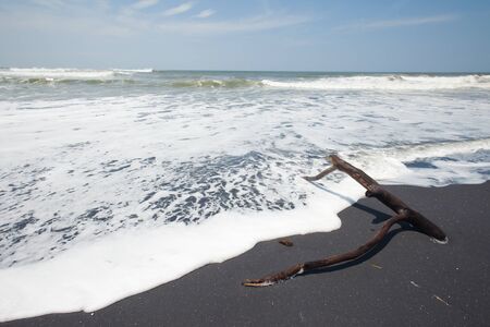 Driftwood on volcanic beach in Bali, Indonesia.の写真素材