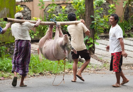 BALI - JANUARY 30. Men carry pig for slaughter for Galungan ceremony on January 30, 2012 in Bali, Indonesia. Traditionally, men get up before dawn to slaughter the pig.のeditorial素材