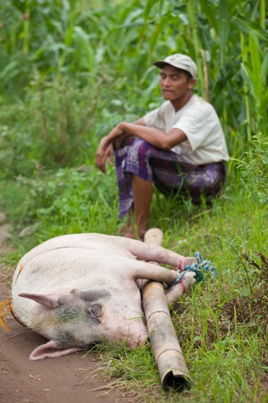 BALI - JANUARY 30. Men carry pig for slaughter for Galungan ceremony on January 30, 2012 in Bali, Indonesia. Traditionally, men get up before dawn to slaughter the pig.のeditorial素材