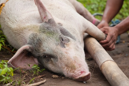 BALI - JANUARY 30. Men carry pig for slaughter for Galungan ceremony on January 30, 2012 in Bali, Indonesia. Traditionally, men get up before dawn to slaughter the pig.のeditorial素材