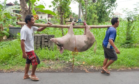 BALI - JANUARY 30. Men carry pig for slaughter for Galungan ceremony on January 30, 2012 in Bali, Indonesia. Traditionally, men get up before dawn to slaughter the pig.のeditorial素材
