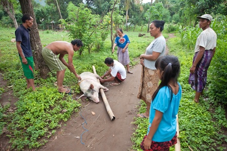 BALI - JANUARY 30. Men carry pig for slaughter for Galungan ceremony on January 30, 2012 in Bali, Indonesia. Traditionally, men get up before dawn to slaughter the pig.のeditorial素材