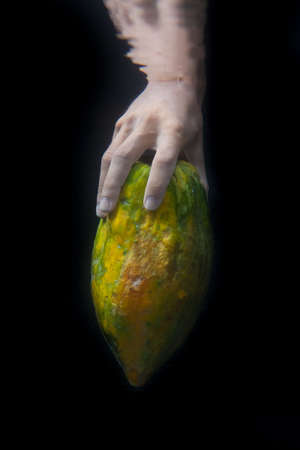 Yellow and green papaya in water on black backgroundの写真素材