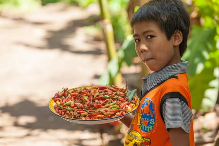 BALI - FEBRUARY 11. Younng villager helping in the food preparation for wedding ceremony on February 11, 2012 in Bali, Indonesia. Spices are very common ingredient in Asia.のeditorial素材