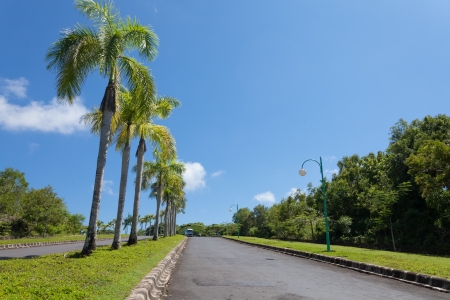 Road bordered with palm trees in Bali, Indonesiaの写真素材