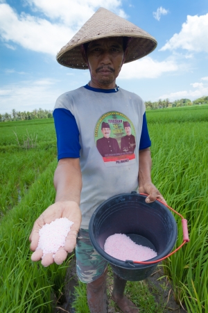 Rice farmer using nitrogen fertiliser on his fieldのeditorial素材