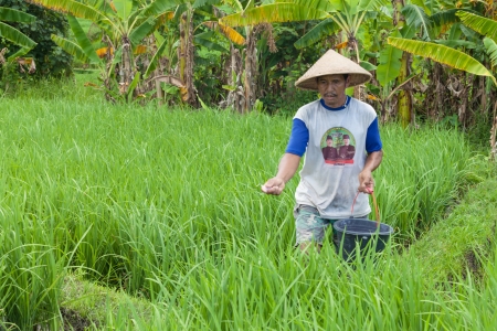 Rice farmer using nitrogen fertiliser on his fieldの写真素材
