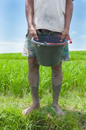 Rice farmer using nitrogen fertiliser on his fieldの写真素材