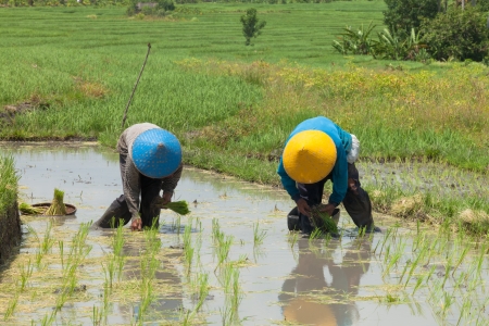 Rice farmers planting stalk crop in their paddy fieldの写真素材