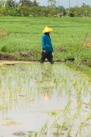 Rice farmer planting stalk crop in their paddy fieldの写真素材