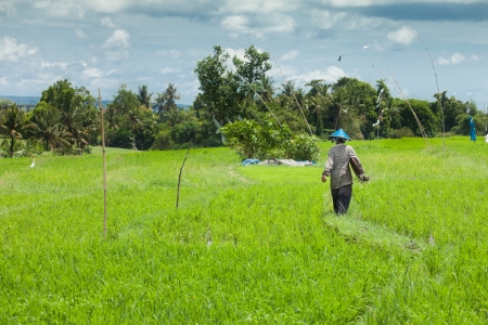 Female farmer working in paddy fieldの写真素材