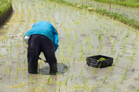 Rice farmer planting stalk crop in their paddy fieldの写真素材