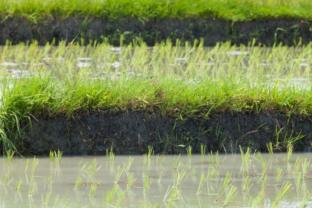 Terraced paddy fields in Bali in Indonesiaの写真素材