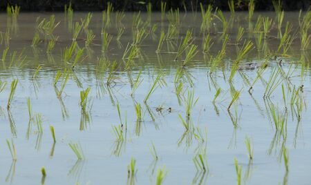 Young rice grass planted in paddy field in Bali, Indonesiaの写真素材