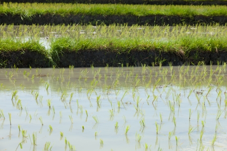 Terraced paddy fields in Bali in Indonesiaの写真素材