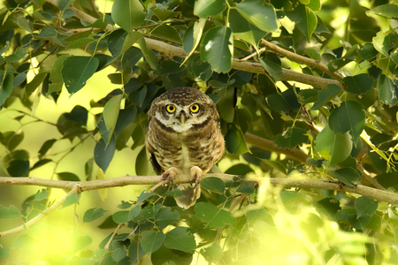 Wild Own sitting on a green treeの写真素材