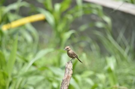 Brown bird on a branch in the garden with blurred background,Thailand