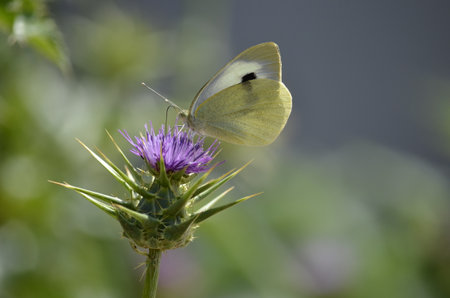 A Pieris brassicae, Pieris brassicae, butterfly on thistle flower