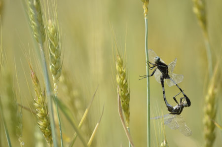 dragonfly on a spike of wheat in the field close-up