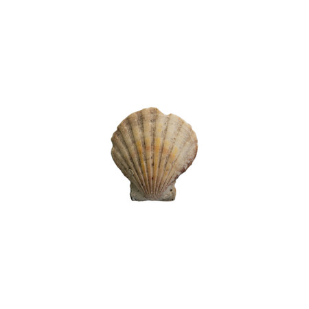 Shell with scratches on white backgroundの写真素材