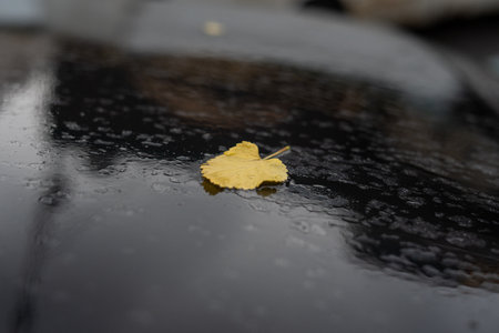 Yellow leaf on wet car roofの写真素材