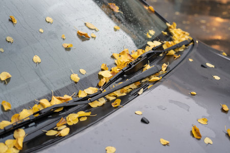Yellow leaves on wet car glassの写真素材