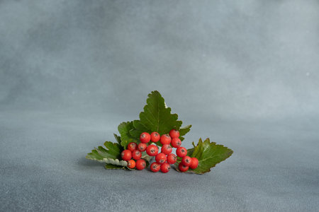 Rowan branch on a gray backgroundの写真素材