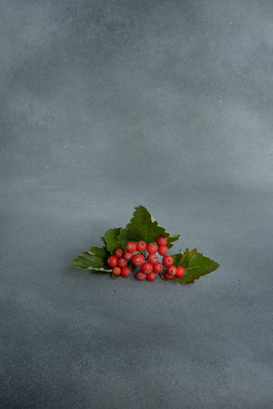 Rowan branch on a gray backgroundの写真素材