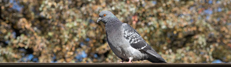 Dove is sitting on the roofの写真素材
