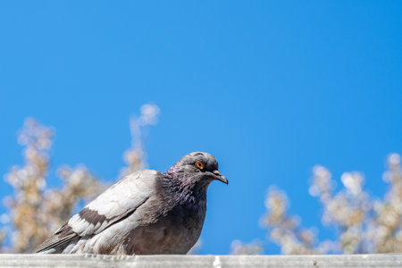 Dove is sitting on the roofの写真素材