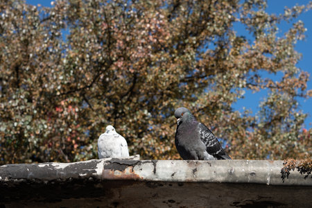 Dove is sitting on the roofの写真素材