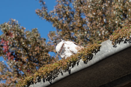 Dove is sitting on the roofの写真素材