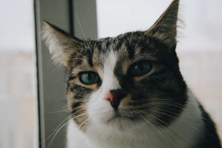 Pacified and resting catの写真素材
