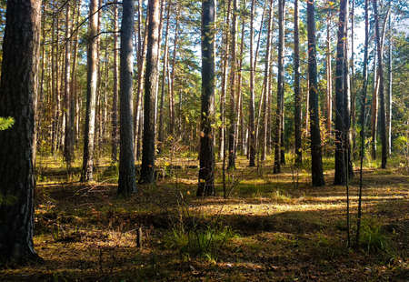 The sun breaks through the tree trunks in the autumn forestの写真素材