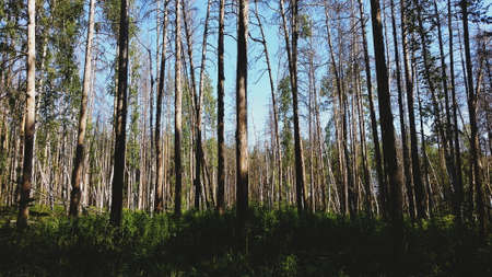 Tree trunks in the light of the setting sunの写真素材