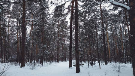 The trail between trees in winter in the Russian coniferous forestの写真素材