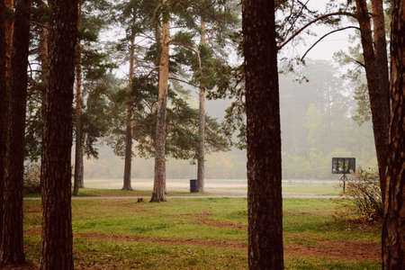 Trunks of pine trees in a foggy autumn forestの写真素材