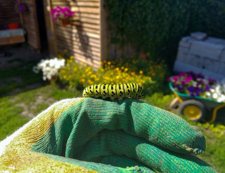 A bright green caterpillar sits on a gloved hand against a bright backgroundの写真素材