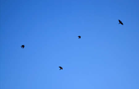 Silhouettes of flying birds at altitude at background the blue skyの写真素材