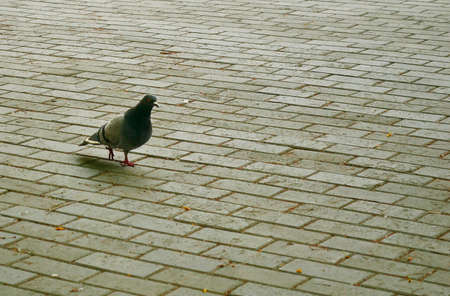 A pigeon is walking on paving stones, the shadow of a dove, close-up