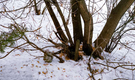 A squirrel sits in the snow near a tree in winter and gnaws a peanutの写真素材