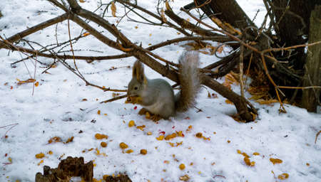 A squirrel sits in the snow near a tree in winter and gnaws a peanutの写真素材