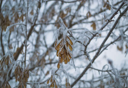 Maple seeds on a branch covered with frost against the background of other branches and seeds