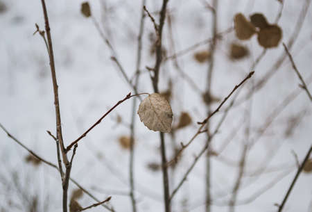 A preserved leaf on a tree branch against the background of other branches and leaves and an...