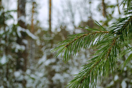 Green needles of a pine branch close-up in a winter forestの写真素材