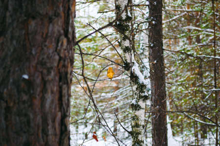 Yellow withered birch leaf on a branch in a winter forestの写真素材