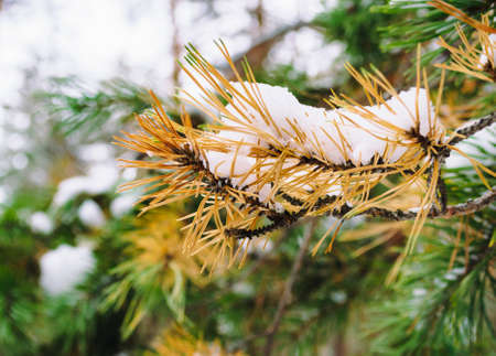 Old yellowed needles of a pine branch next to fresh and green needles close-up in a winter forestの写真素材