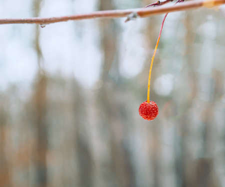 Frozen and withered red rowan berry on a branch in a winter forest close-upの写真素材