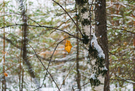 Yellow withered birch leaf on a branch in a winter forest