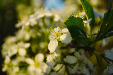 Close-up of white cherry flowers with yellow stamens in the evening sun